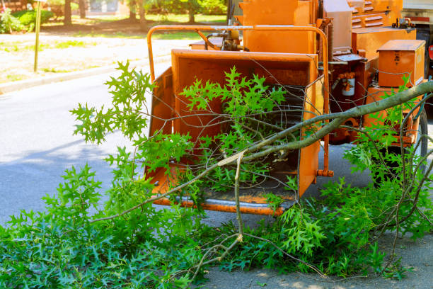 Best Tree Care Services  in Manchester, WA